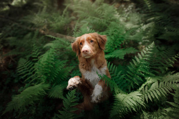 istock Nova Scotia Duck Tolling Retriever in ferns 2200064502