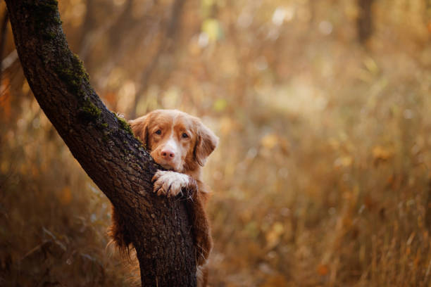 istock Duck Tolling Retriever resting against a tree trunk 2200064513