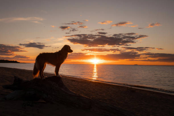 istock Duck Tolling Retriever at sunset 2200064516