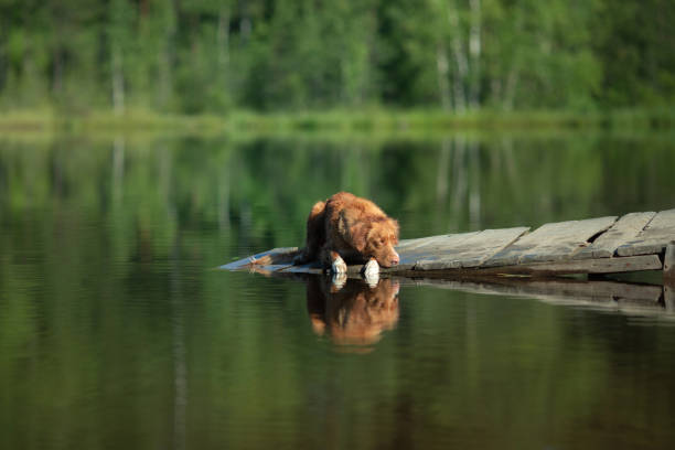 A Nova Scotia Duck Tolling Retriever rests calmly on the wooden edge of a tranquil riverbank. The scene captures serenity and a connection to nature.