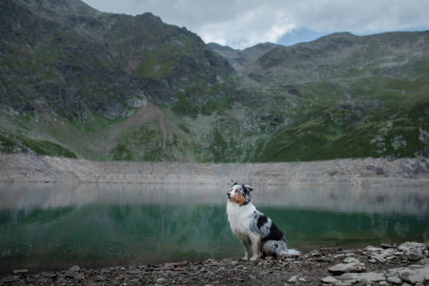 istock Jack Russell Terrier by a mountain lake 2200064529
