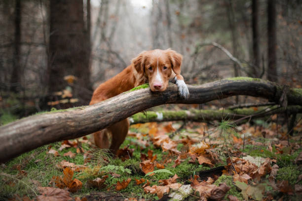 istock Duck Tolling Retriever with a wooden stick 2200064531