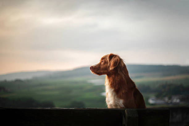 istock Duck Tolling Retriever looking at the horizon 2200064543