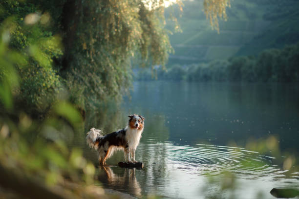 istock Jack Russell Terrier by a serene lake 2200064554