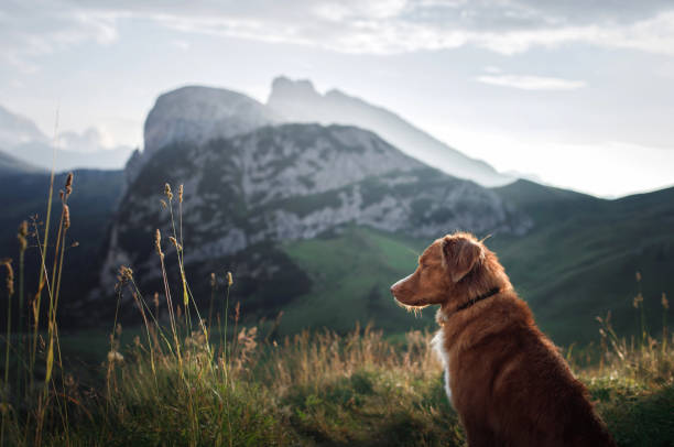 istock Nova Scotia Duck Tolling Retriever on a mountain ridge 2200064560
