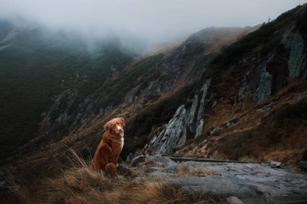 istock Nova Scotia Duck Tolling Retriever on a mountain trail 2200064571