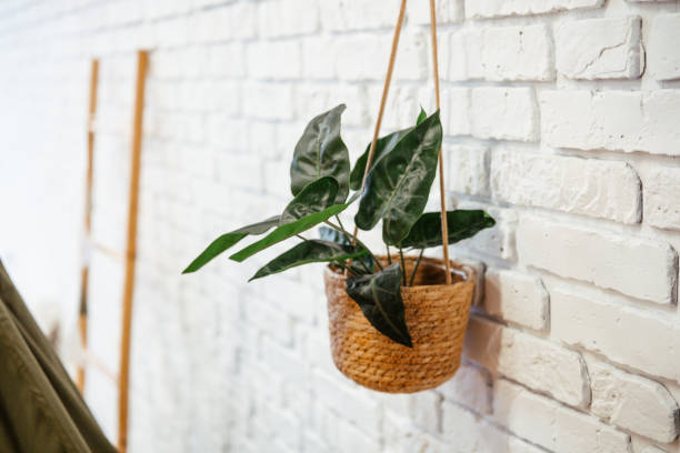 istock Plant hangs in woven basket against white brick wall in modern interior 2200065844