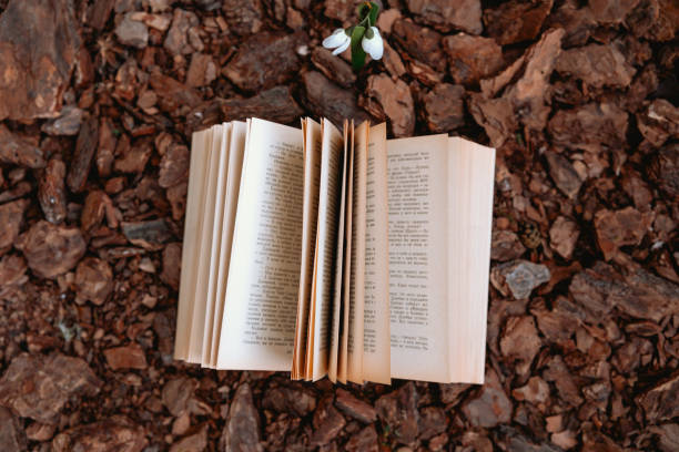 An open book lies on a bed of rocks with a small flower growing next to it.