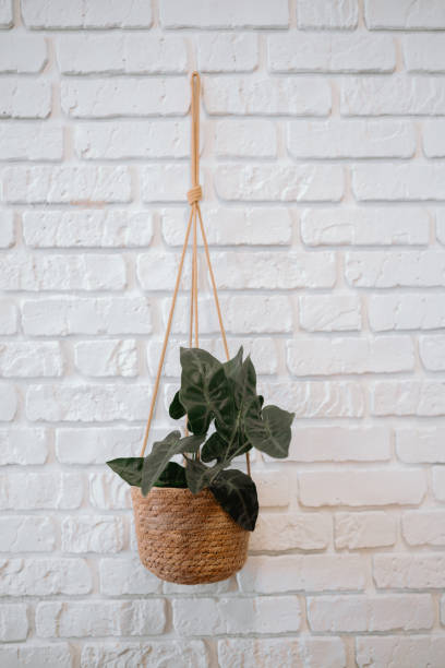istock Hanging plant in a woven basket against a white brick wall 2200065933