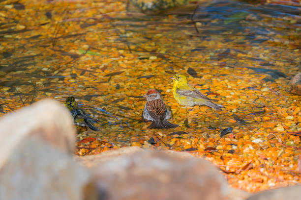 A pine warbler and a chipping sparrow are taking a bath together in the pond.