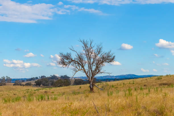 istock Late Summer Countryside in the Southern Tablelands 2200068066