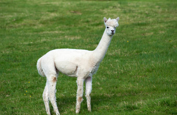 istock White alpaca on the grass, Ireland 2200068275