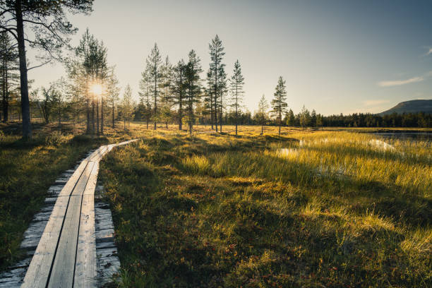 istock Serene Wooden Pathway Through Lush Greenery at Sunset in a Tranquil Nordic Forest 2200068502