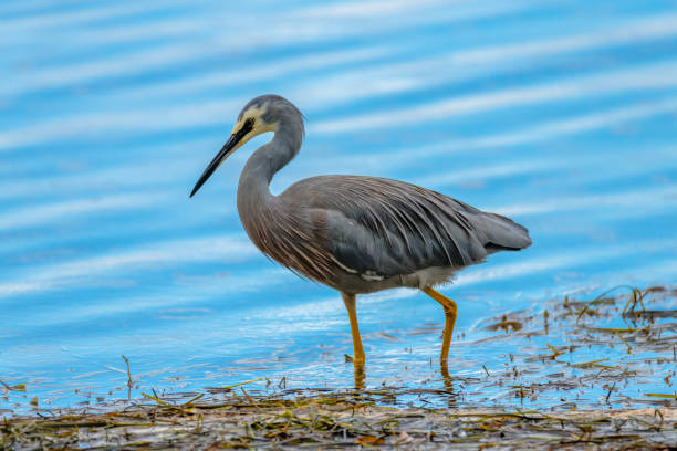 White-faced Heron  at Wallaga Lake, Bermagui, NSW, Australia.