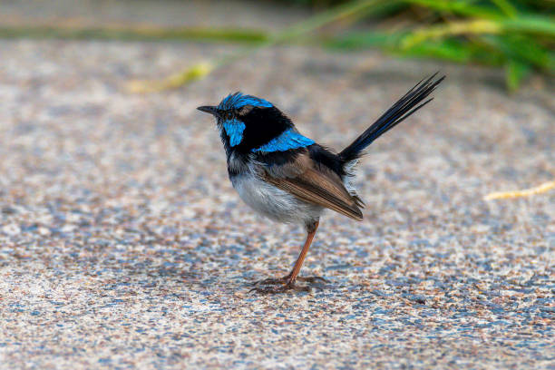 Superb Fairy Wren on the ground at Cattherine Hill Bay on the Central Coast of NSW, Australia.