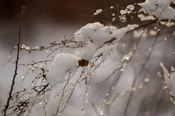 istock Winter Wonderland Walk: Snowy Forest Adventure 2200079425