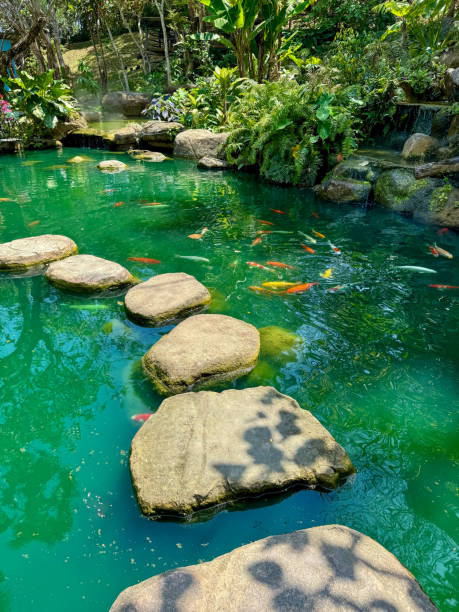 Koi Pond with Stepping Stones and Lush Vegetation