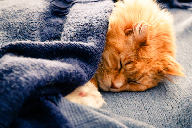 istock Orange tabby cat sleeping in the sunshine in a blue blanket 2200083287