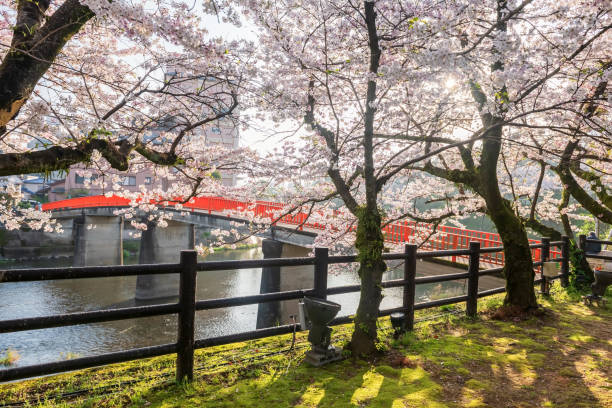 istock Ureshino onsen park with white cherry sakura and red bridge, Saga 2200083732