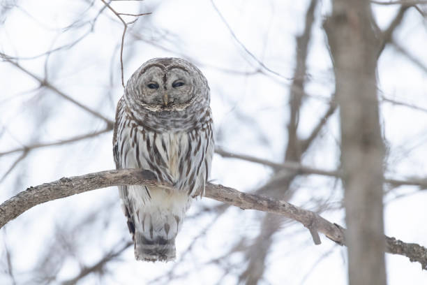 istock barred owl  in winter 2200083851