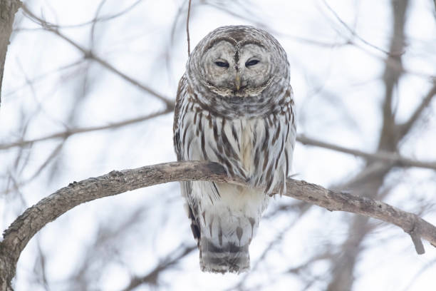 istock barred owl  in winter 2200083856