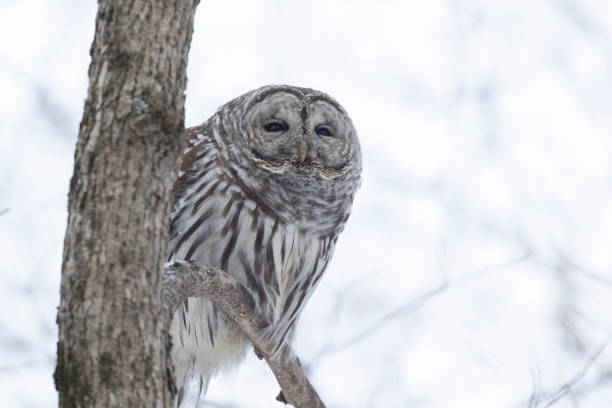 istock barred owl  in winter 2200083857