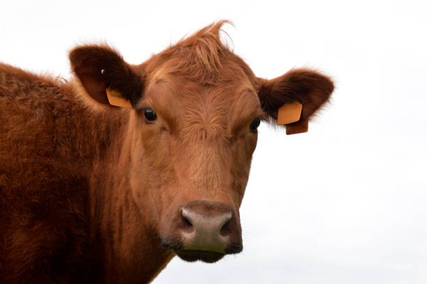 istock Farm Animals, Brown Cow, Agricultural, 2200086278