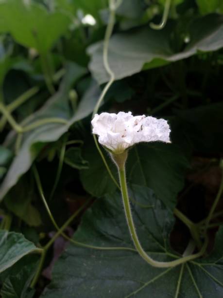 istock a beautiful white colour cucumber flower 2200086529