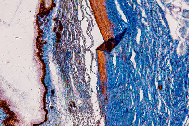 istock Tissue of Cat, Dog and rabbit under microscope. 2200087754