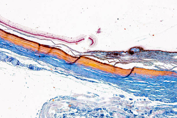 istock Tissue of Cat, Dog and rabbit under microscope. 2200087792