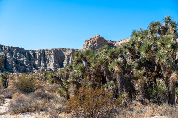 Group of Joshua trees, Yucca brevifolia, on the Mojave Desert floor at Red Rock Canyon State Park, California. Eroded cliffs of the Ricardo campground in background.