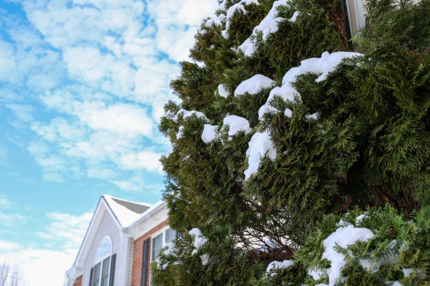 A snow covered shrubbery in the winter