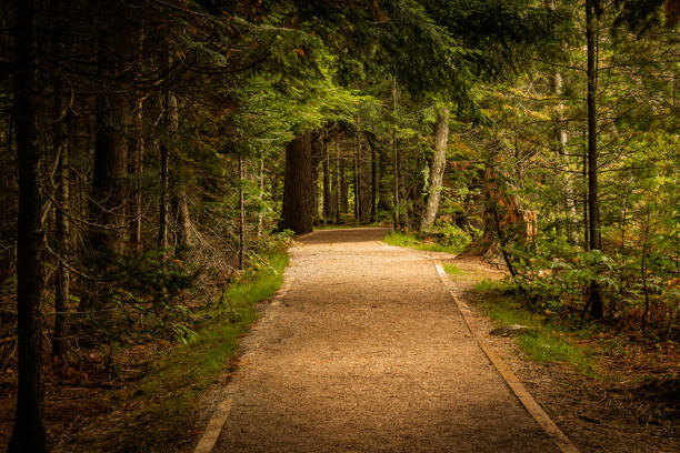 A scenic forest trail in Michigan, surrounded by lush greenery and warm golden light. This peaceful nature path winds through dense foliage, offering a tranquil escape for hikers, nature lovers, and outdoor enthusiasts. Perfect for travel photography, wall art, and adventure inspiration