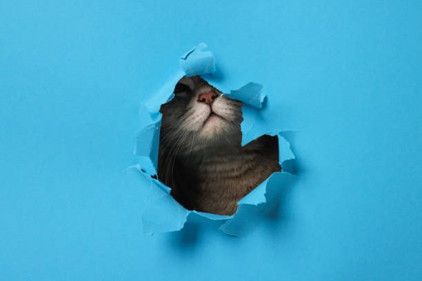 istock Cute cat looking through hole in light blue paper 2200091373