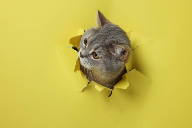 istock Cute cat looking through hole in yellow paper 2200091380