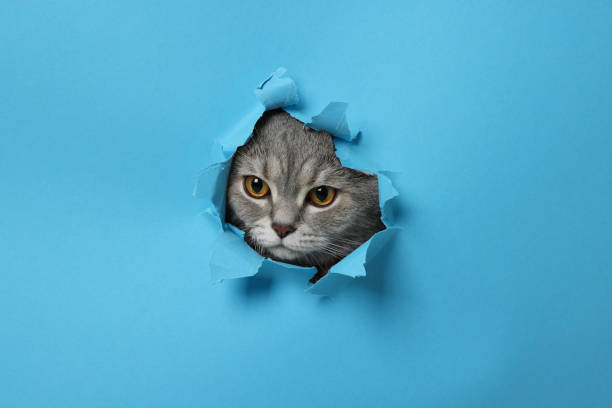 istock Cute cat looking through hole in light blue paper 2200091394