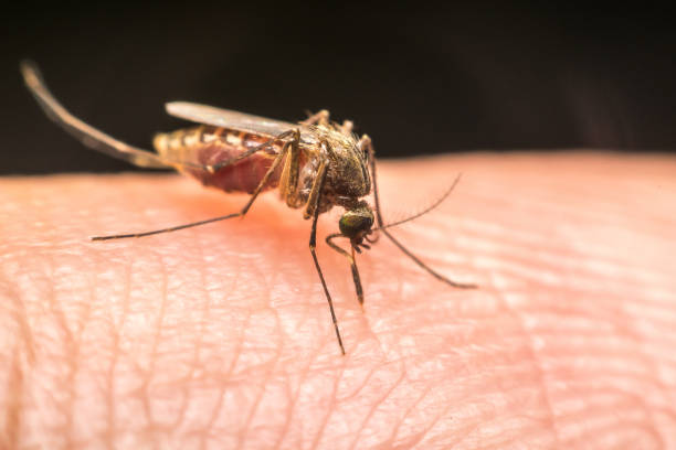 istock Macro of mosquito (Aedes aegypti) sucking blood 2200092657