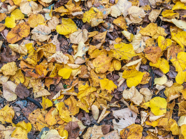 istock Orange and yellow fallen leaves in the sunlight. 2200097445