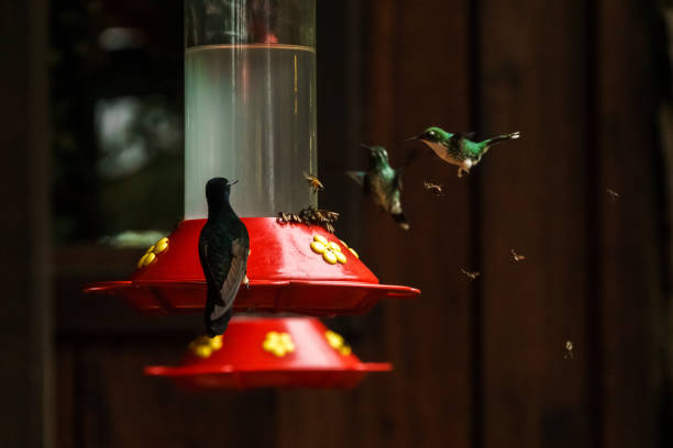 istock Shining Green Hummingbirds hovering in motion while competing with bees at a red bird feeder in a bird sanctuary in the amazon 2200097548
