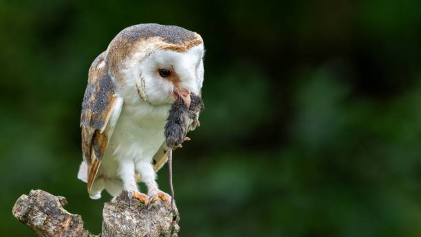 istock Barn owl with prey on a branch. 2200097704