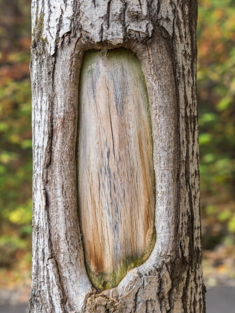 Bark texture and background of a old tree trunk. Detailed bark texture. Natural background