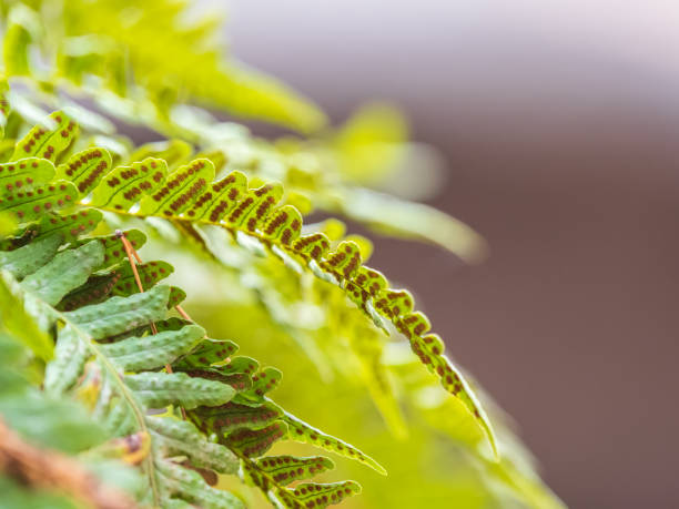 CloseUp of a Green Fern Leaf with Brown Spores in Sunlight