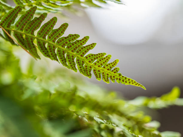 istock Common polypody fern Polypodium vulgare grows among thick moss. 2200100463