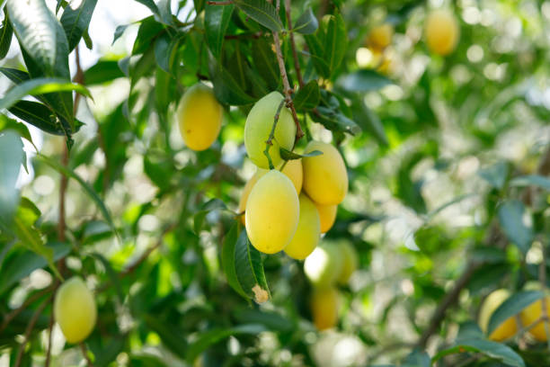 istock Plum Mango or Marian Plum fruit tree in tropical garden. 2200101079
