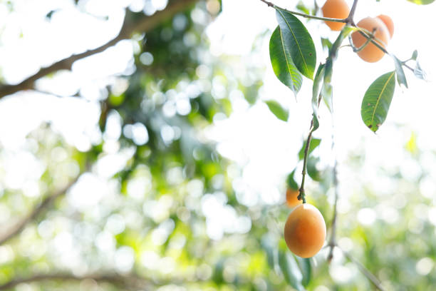 Plum Mango or Marian Plum fruit tree in tropical garden. Selective focus.