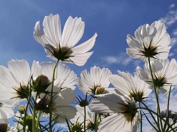 istock Elegant White Cosmos Flowers Blooming Freely Beneath the Vast Sky 2200102017