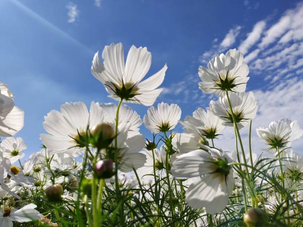 istock Graceful White Cosmos Blossoms Dancing Under the Bright Blue Sky 2200102042