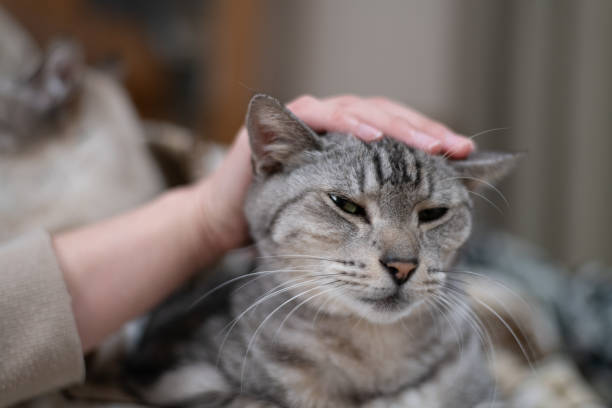istock Person petting a cute cat 2200107308
