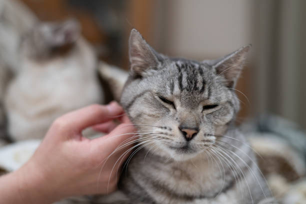istock Person petting a cute cat 2200107336
