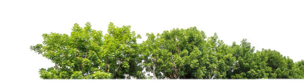 istock Green Trees isolated on white background.are Forest and foliage in summer for both printing and web pages 2200108164